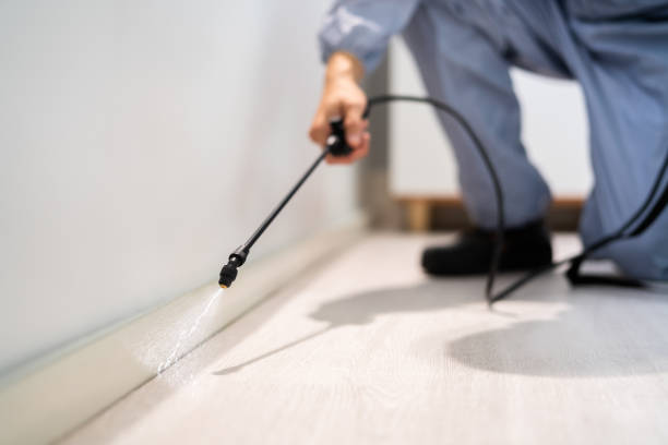 Licensed Ant Control service in East Cleveland, OH - Nex Pest Control